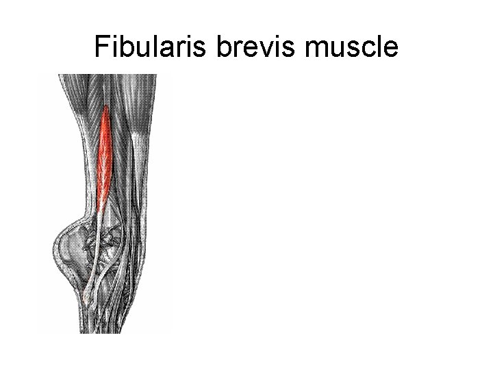 Fibularis brevis muscle 