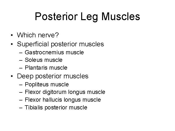 Posterior Leg Muscles • Which nerve? • Superficial posterior muscles – Gastrocnemius muscle –