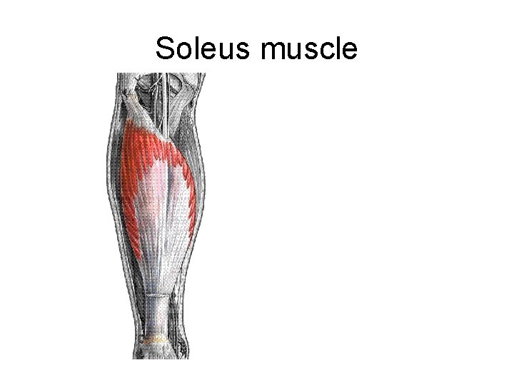 Soleus muscle 
