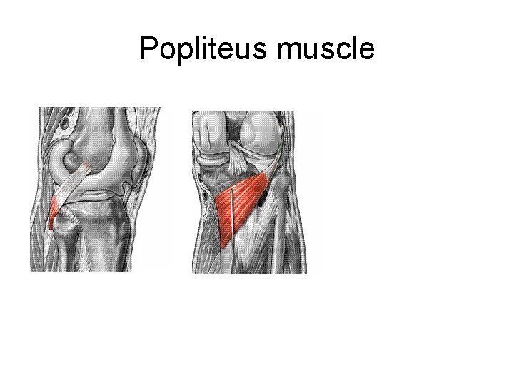 Popliteus muscle 