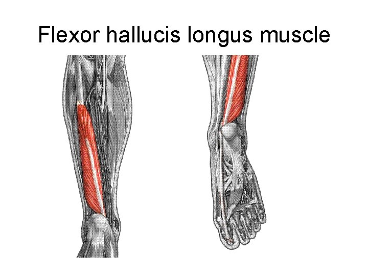 Flexor hallucis longus muscle 
