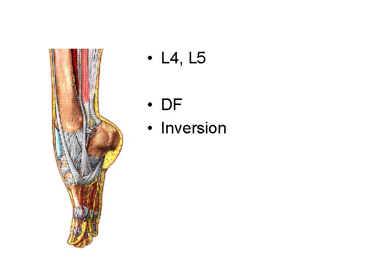  • L 4, L 5 • DF • Inversion 