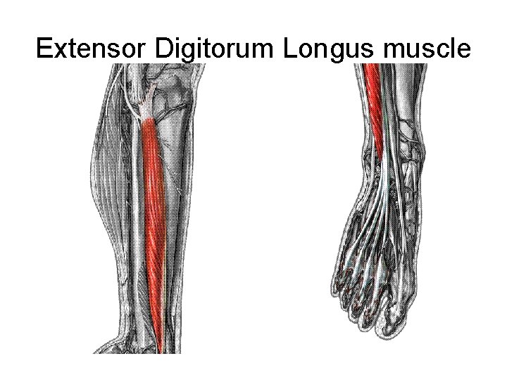 Extensor Digitorum Longus muscle 