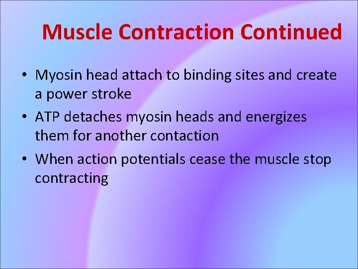 Muscle Contraction Continued • Myosin head attach to binding sites and create a power
