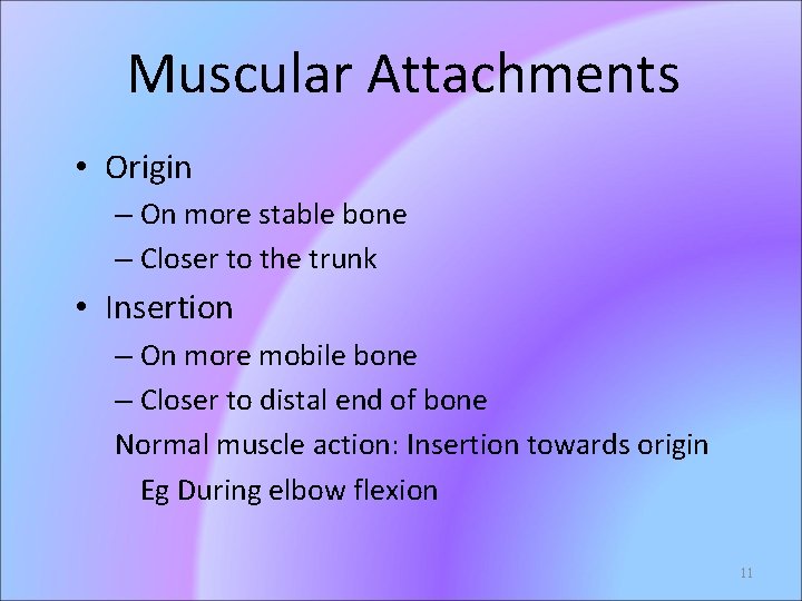 Muscular Attachments • Origin – On more stable bone – Closer to the trunk