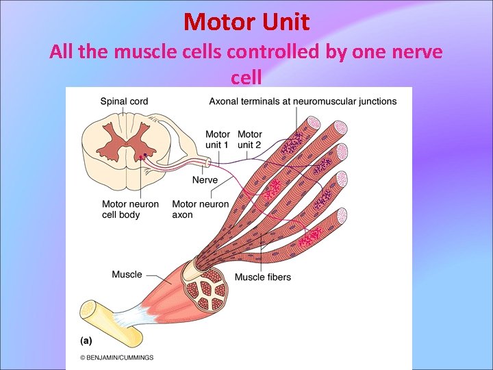Motor Unit All the muscle cells controlled by one nerve cell 