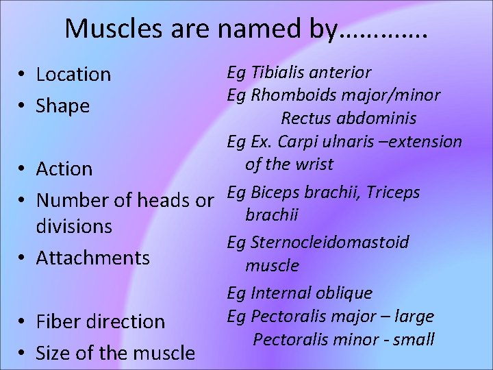 Muscles are named by…………. • Location • Shape • • • Eg Tibialis anterior