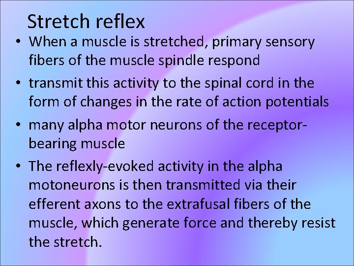 Stretch reflex • When a muscle is stretched, primary sensory fibers of the muscle