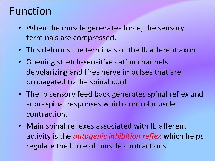 Function • When the muscle generates force, the sensory terminals are compressed. • This