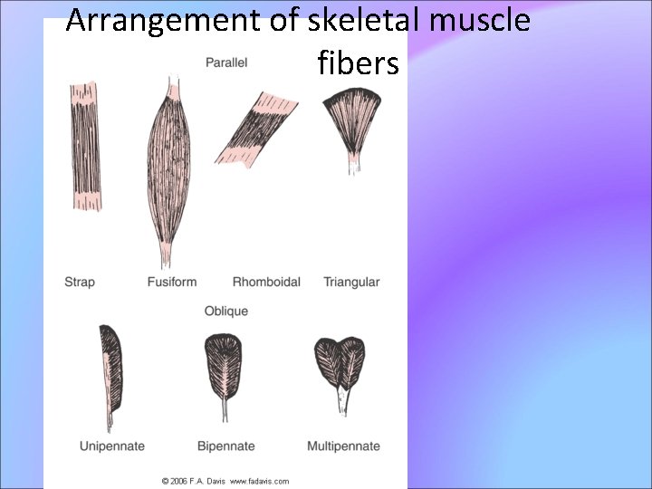 Arrangement of skeletal muscle fibers 