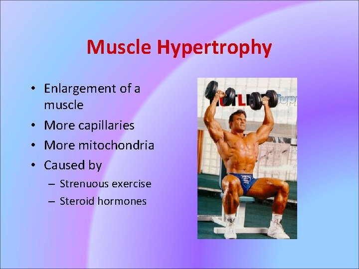 Muscle Hypertrophy • Enlargement of a muscle • More capillaries • More mitochondria •