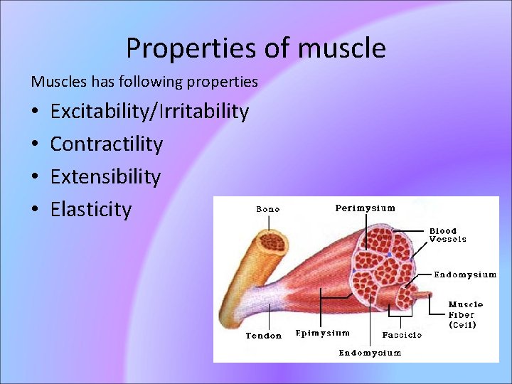 Properties of muscle Muscles has following properties • • Excitability/Irritability Contractility Extensibility Elasticity 