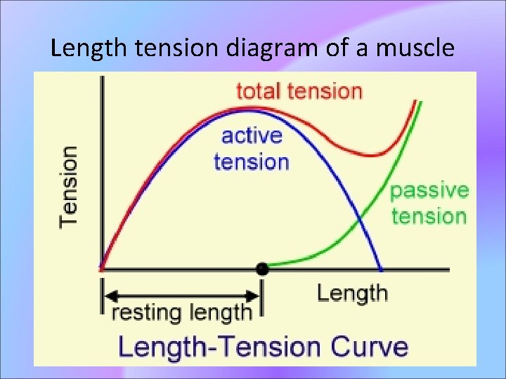 Length tension diagram of a muscle 