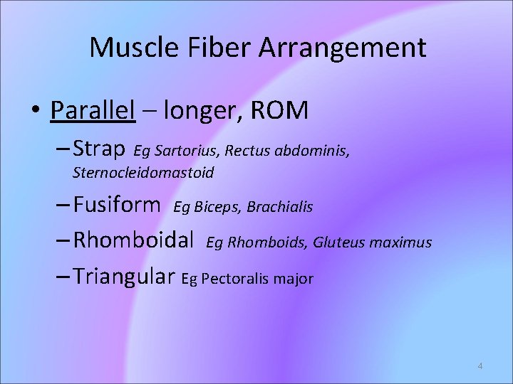 Muscle Fiber Arrangement • Parallel – longer, ROM – Strap Eg Sartorius, Rectus abdominis,