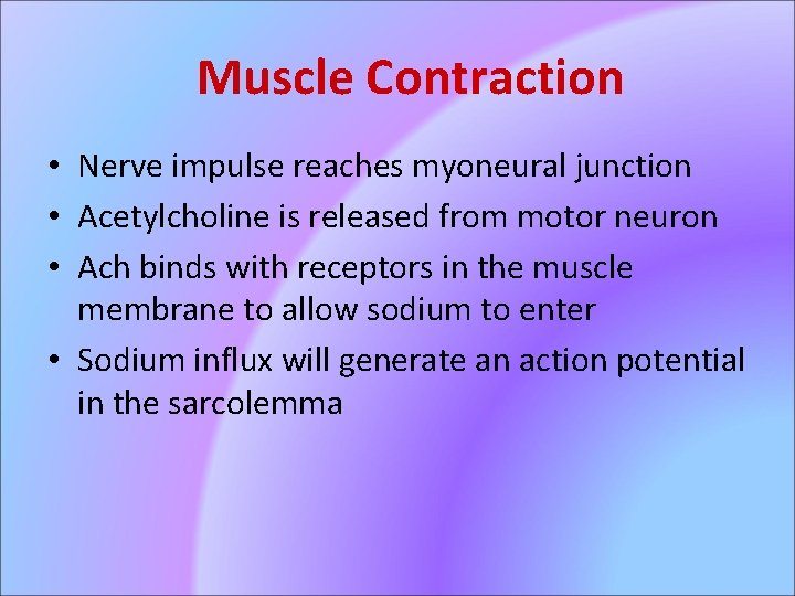 Muscle Contraction • Nerve impulse reaches myoneural junction • Acetylcholine is released from motor