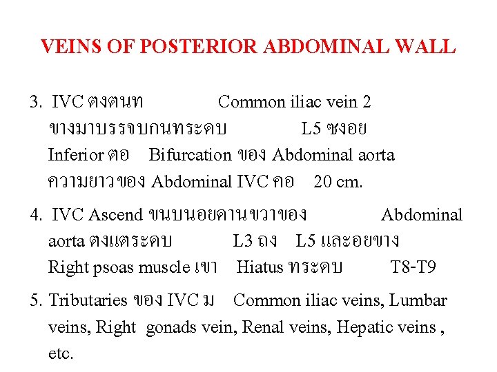 VEINS OF POSTERIOR ABDOMINAL WALL 3. IVC ตงตนท Common iliac vein 2 ขางมาบรรจบกนทระดบ L