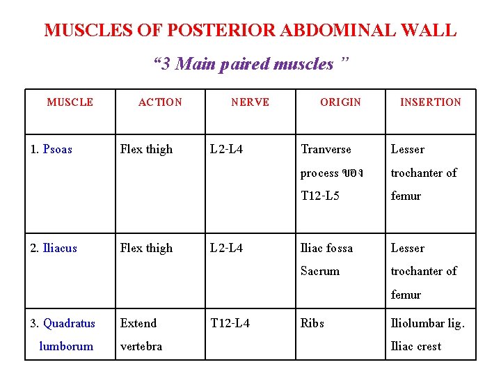 MUSCLES OF POSTERIOR ABDOMINAL WALL “ 3 Main paired muscles ” MUSCLE ACTION NERVE