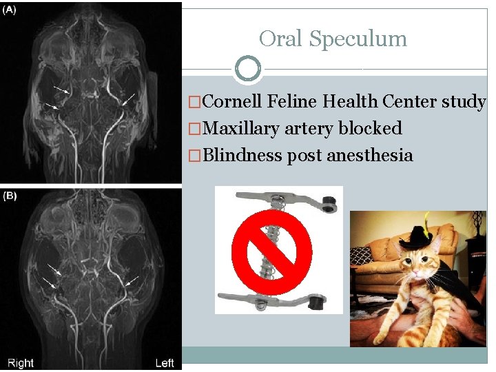Oral Speculum �Cornell Feline Health Center study �Maxillary artery blocked �Blindness post anesthesia 