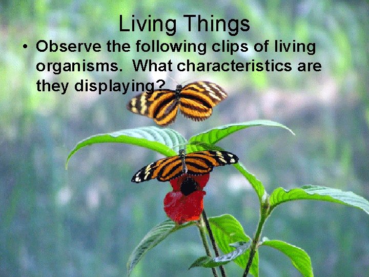 Living Things • Observe the following clips of living organisms. What characteristics are they