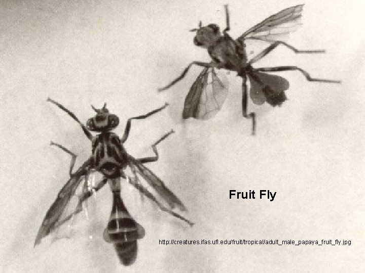 Fruit Fly http: //creatures. ifas. ufl. edu/fruit/tropical/adult_male_papaya_fruit_fly. jpg 