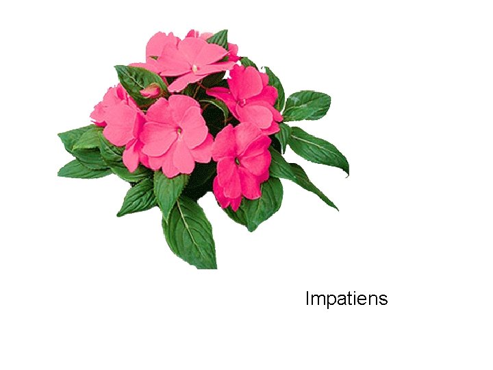 Impatiens 