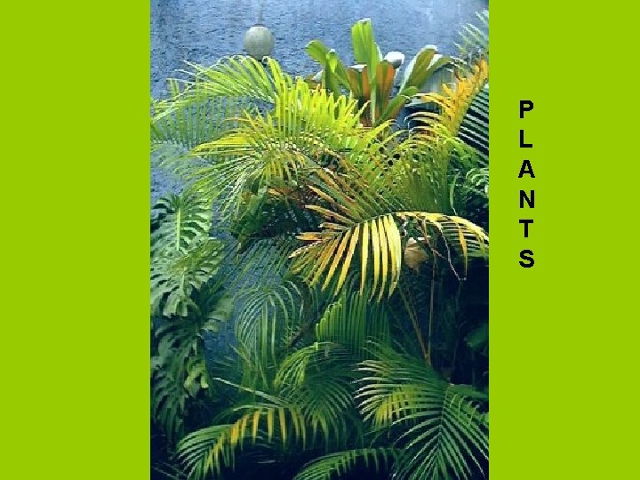 P L A N T S 