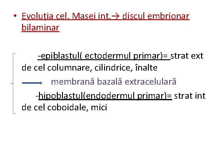  • Evoluția cel. Masei int. → discul embrionar bilaminar -epiblastul( ectodermul primar)= strat