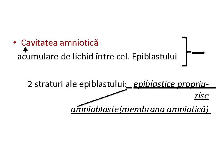  • Cavitatea amniotică acumulare de lichid între cel. Epiblastului 2 straturi ale epiblastului: