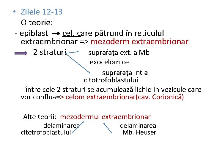  • Zilele 12 -13 O teorie: - epiblast cel. care pătrund în reticulul