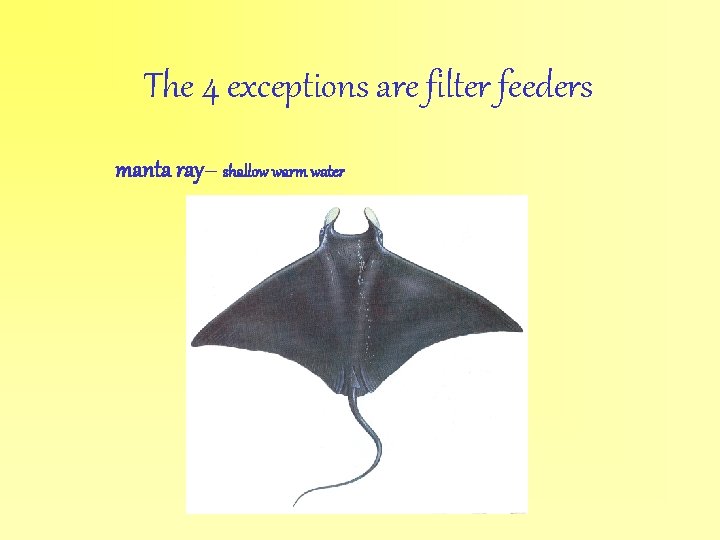 The 4 exceptions are filter feeders manta ray– shallow warm water 