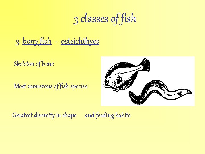 3 classes of fish 3. bony fish - osteichthyes Skeleton of bone Most numerous