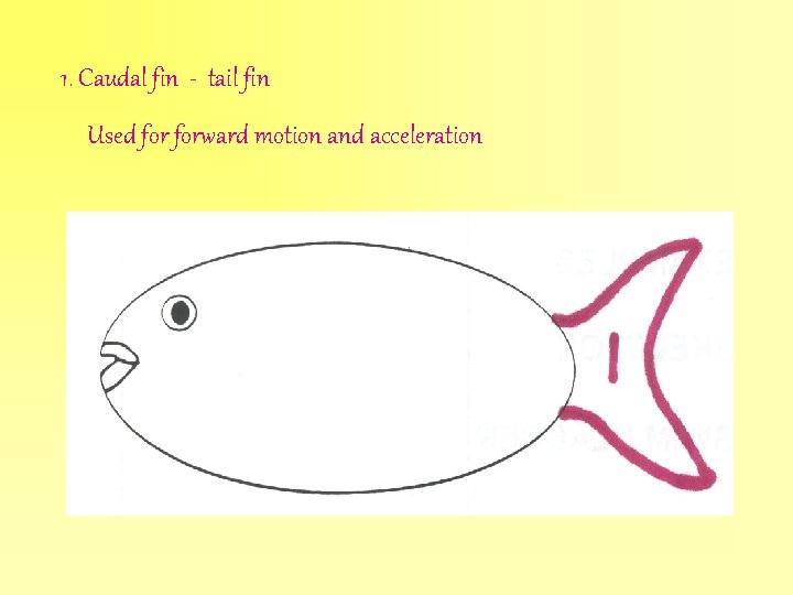 1. Caudal fin - tail fin Used forward motion and acceleration 