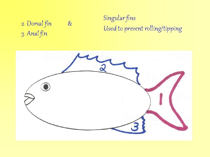 2. Dorsal fin 3. Anal fin & Singular fins Used to prevent rolling/tipping 
