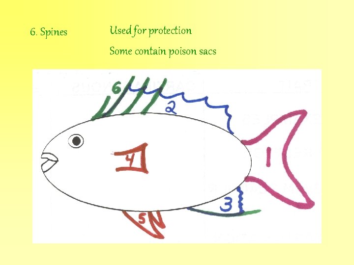 6. Spines Used for protection Some contain poison sacs 