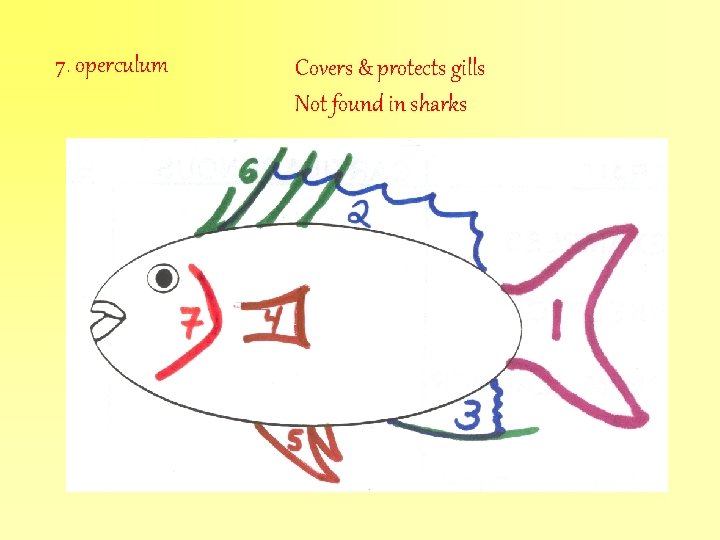 7. operculum Covers & protects gills Not found in sharks 