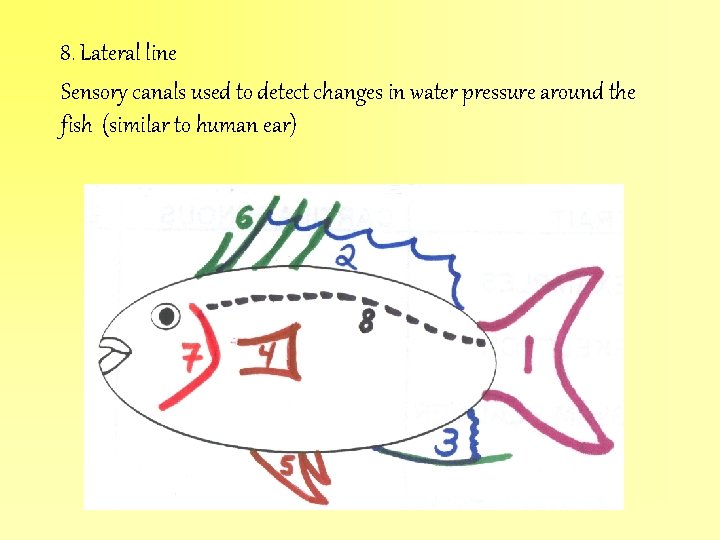 8. Lateral line Sensory canals used to detect changes in water pressure around the
