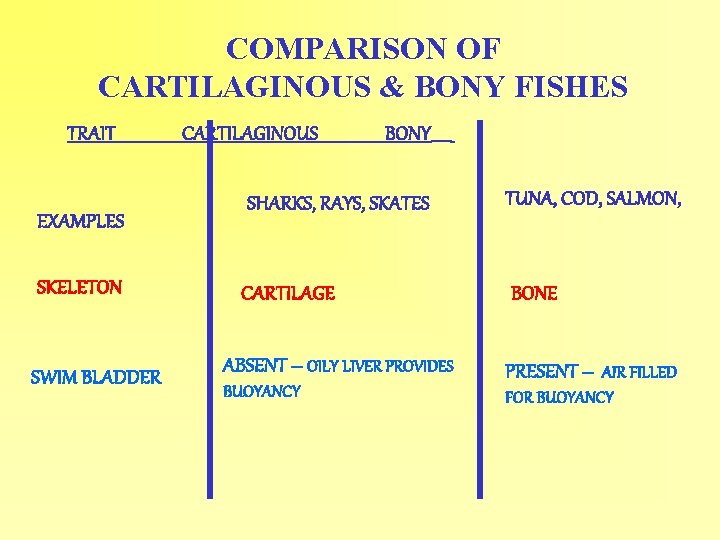 COMPARISON OF CARTILAGINOUS & BONY FISHES TRAIT EXAMPLES SKELETON SWIM BLADDER CARTILAGINOUS BONY_____ SHARKS,