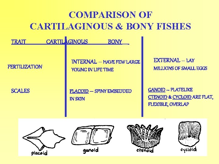 COMPARISON OF CARTILAGINOUS & BONY FISHES TRAIT FERTILIZATION SCALES CARTILAGINOUS BONY_____ INTERNAL – HAVE