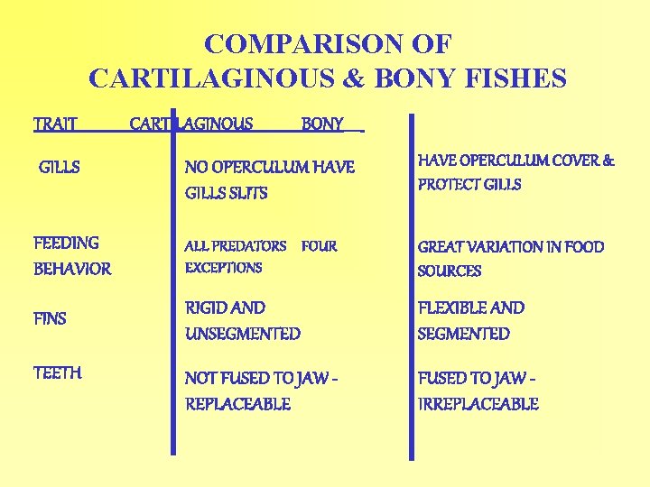 COMPARISON OF CARTILAGINOUS & BONY FISHES TRAIT CARTILAGINOUS BONY_____ GILLS NO OPERCULUM HAVE GILLS