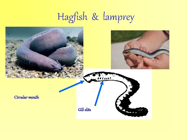 Hagfish & lamprey Circular mouth Gill slits 