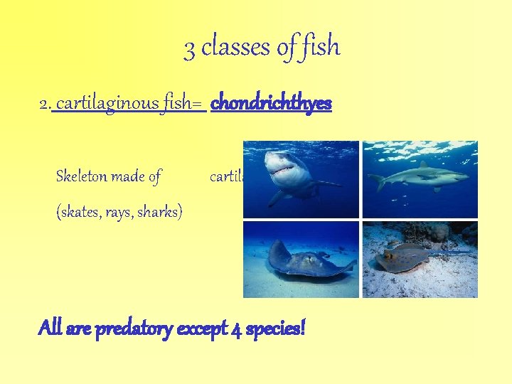 3 classes of fish 2. cartilaginous fish= chondrichthyes Skeleton made of cartilage (skates, rays,