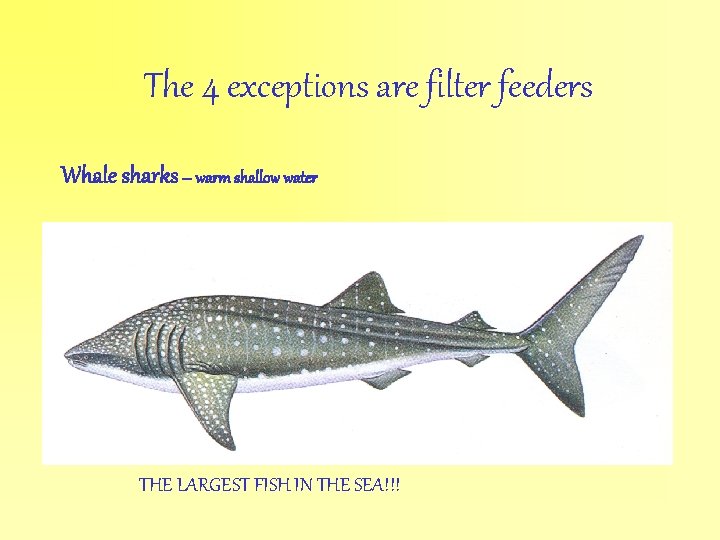 The 4 exceptions are filter feeders Whale sharks – warm shallow water THE LARGEST