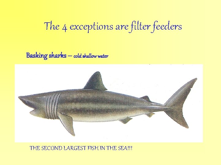 The 4 exceptions are filter feeders Basking sharks – cold shallow water THE SECOND