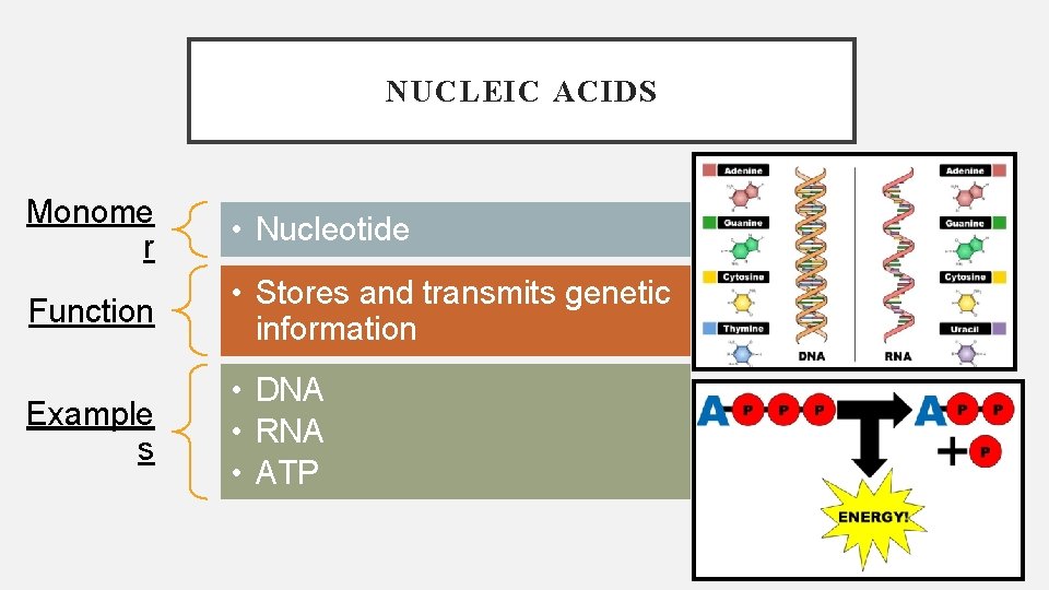 NUCLEIC ACIDS Monome r • Nucleotide Function • Stores and transmits genetic information Example