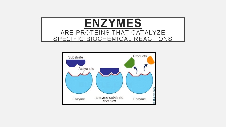 ENZYMES ARE PROTEINS THAT CATALYZE SPECIFIC BIOCHEMICAL REACTIONS 