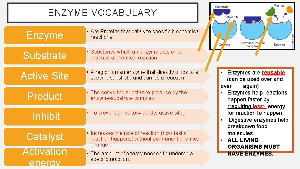 ENZYME VOCABULARY Enzyme Substrate Active Site • Are Proteins that catalyze specific biochemical reactions