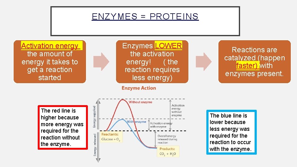 ENZYMES = PROTEINS Activation energy the amount of energy it takes to get a