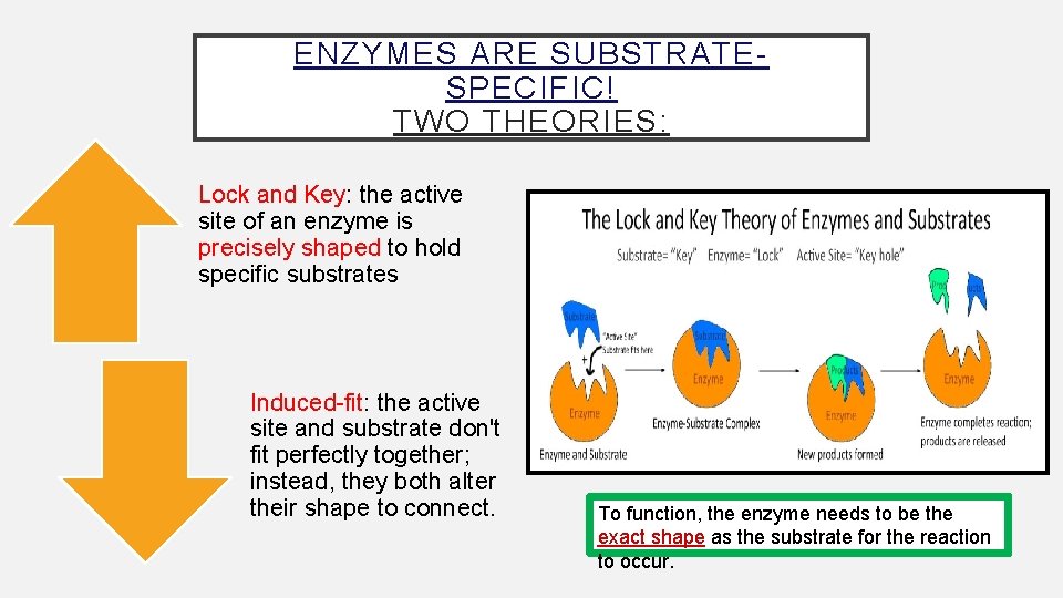 ENZYMES ARE SUBSTRATESPECIFIC! TWO THEORIES: Lock and Key: the active site of an enzyme