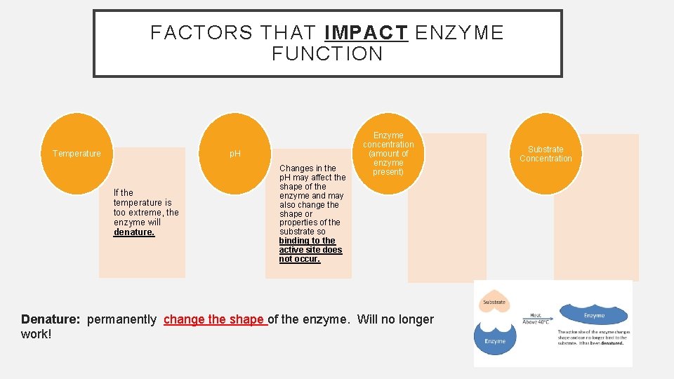 FACTORS THAT IMPACT ENZYME FUNCTION Temperature p. H If the temperature is too extreme,