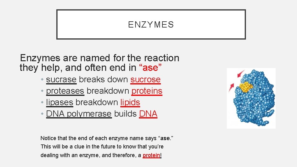 ENZYMES Enzymes are named for the reaction they help, and often end in “ase”